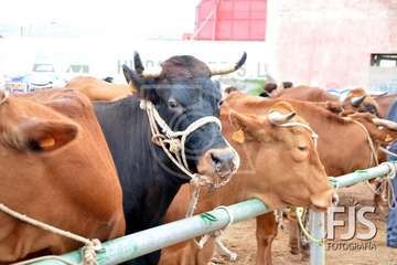 Los Llanos de Telde, en el día grande de sus fiestas patronales de 2019 (Foto Francisco Javier Santana)
